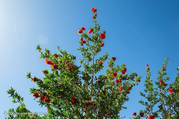 تصویر 1 از خرید و قیمت پودر گلنار فارسی + فروش عمده